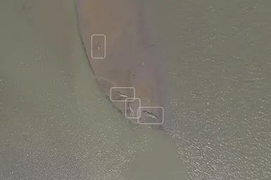 Gharials Detected by a Uav  Credit  Wct Tf W Copy