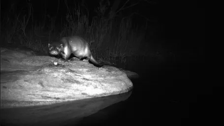 Evidence of Eurasian Otters in the Nagdwari Stream From the Pilot Camera Trapping