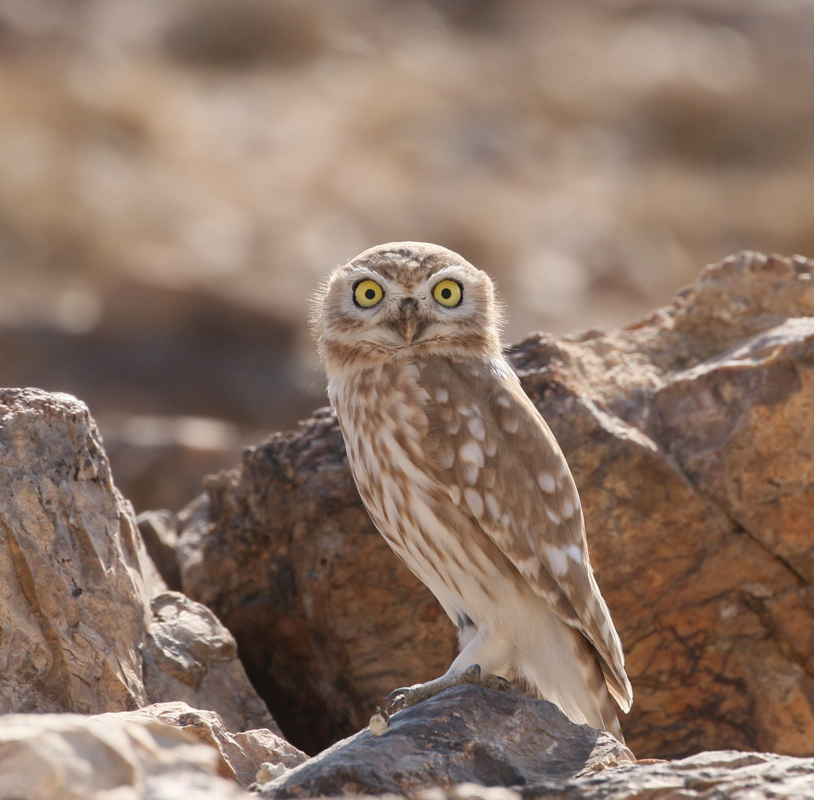 little owl (Tafila).jpg