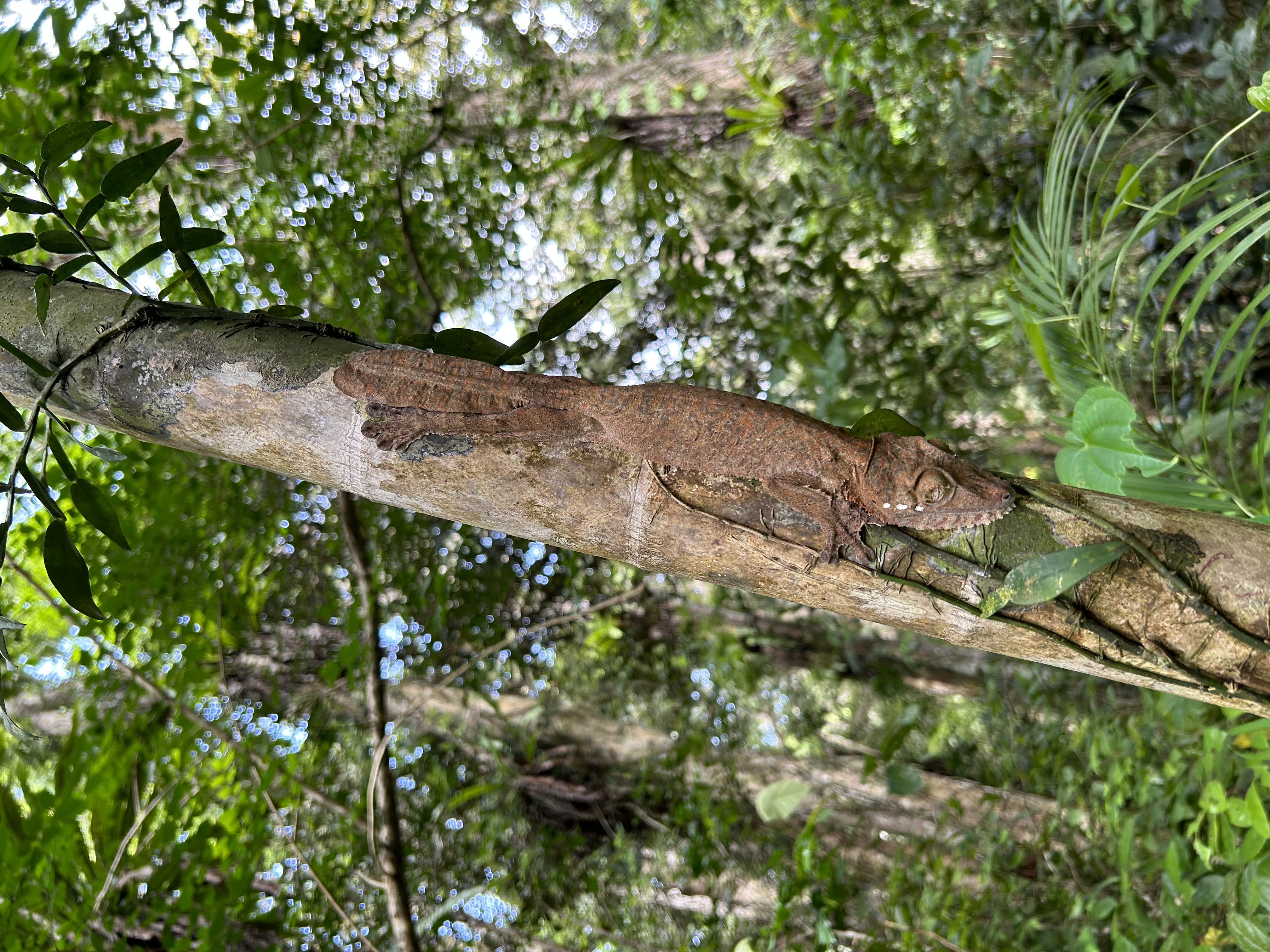 2023_Bioparc_Farankaraina_Uroplatus fimbriatus (1).jpeg