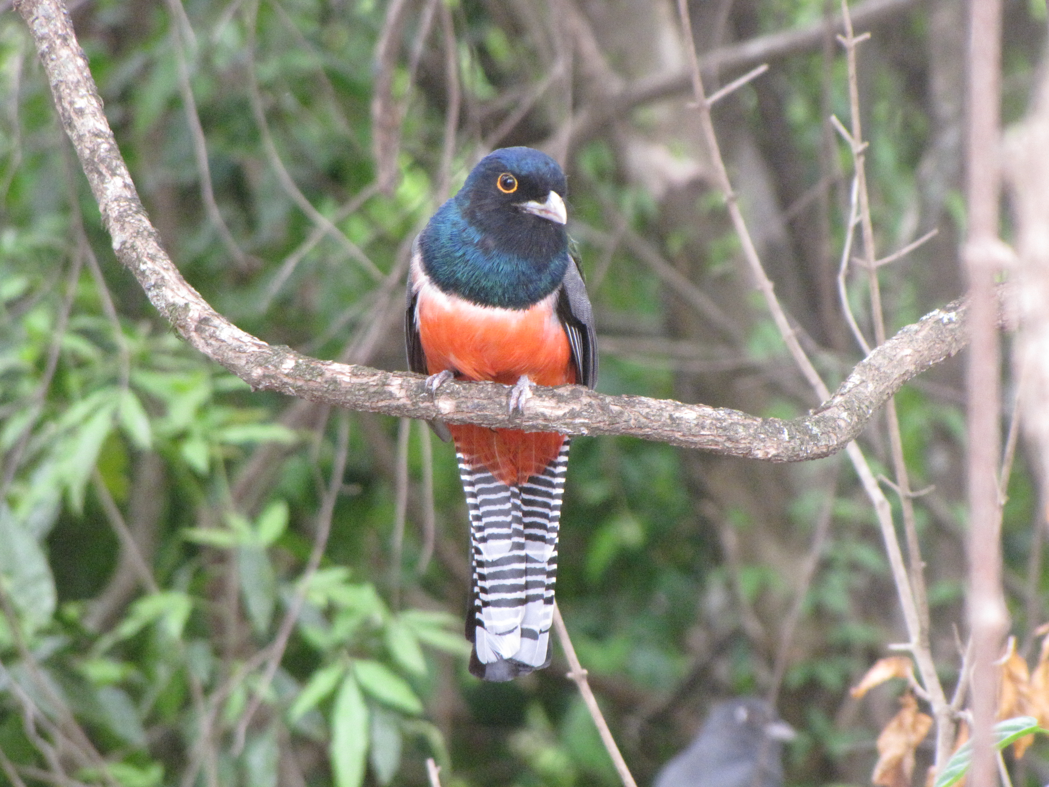 Trogon curucui.JPG