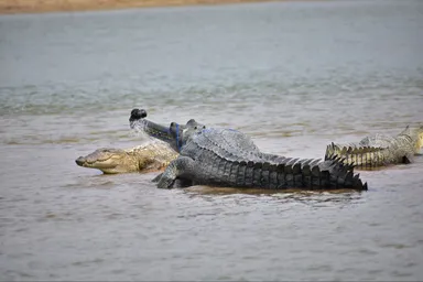 A Gharial With Fishing Net Wrapped Around Its Snout  Tarun Nair Wct