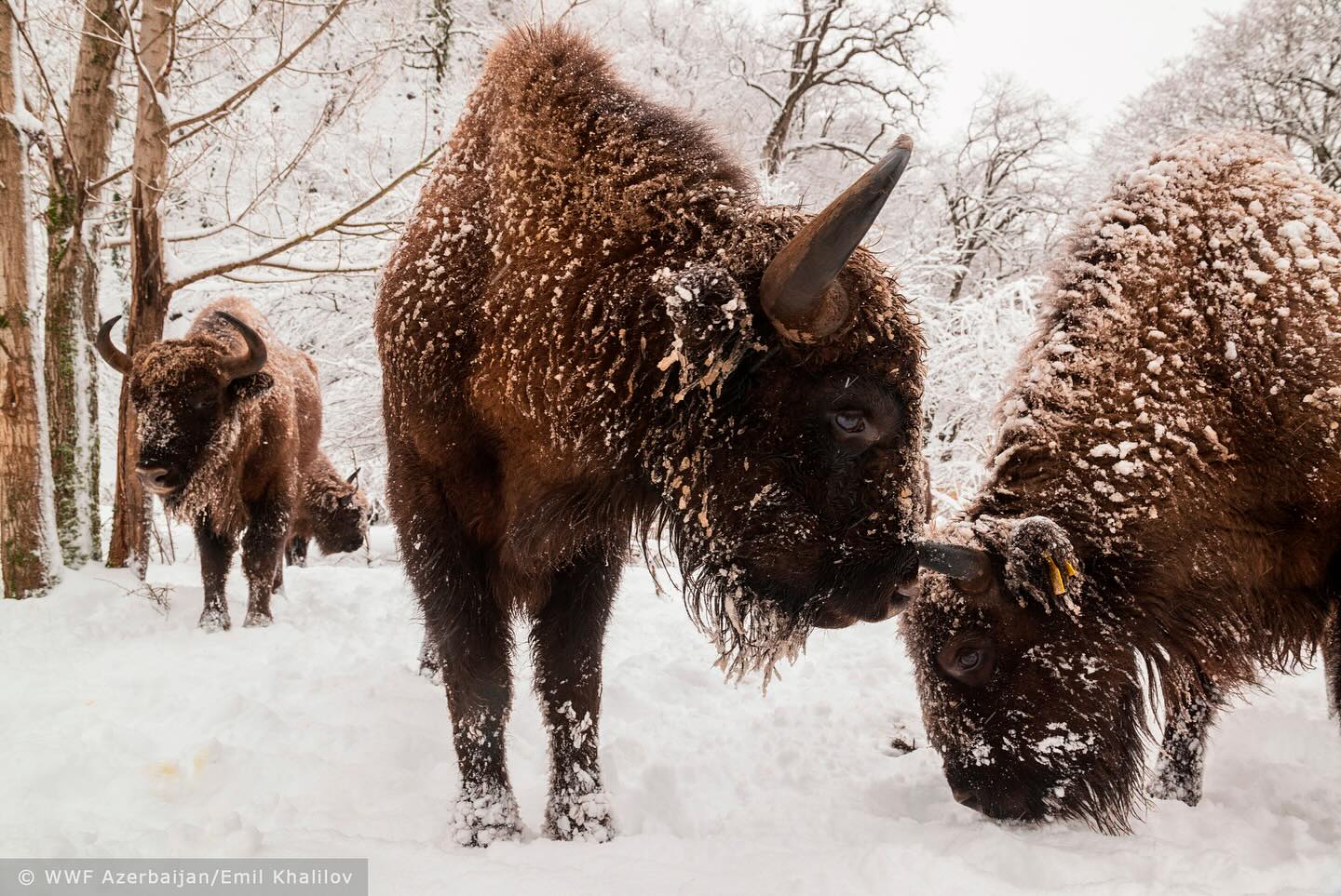 2023-Bison 3-Shahdag National Park-(c) WWF Azerbaijan-Emil Khalilov.jpg