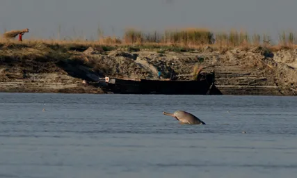 Ganges River Dolphin Soumen Bakshi